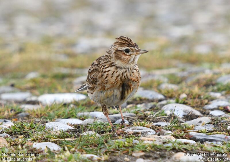 Eurasian Skylark