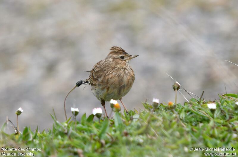 Eurasian Skylark