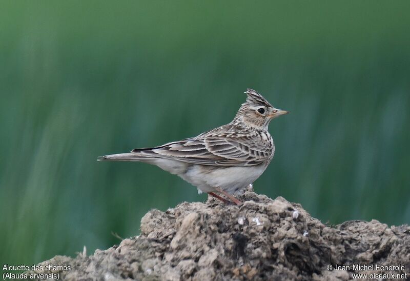 Eurasian Skylark