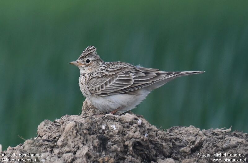 Eurasian Skylark