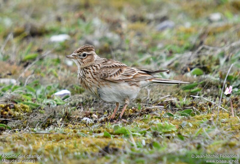 Eurasian Skylark