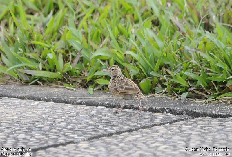 Oriental Skylark