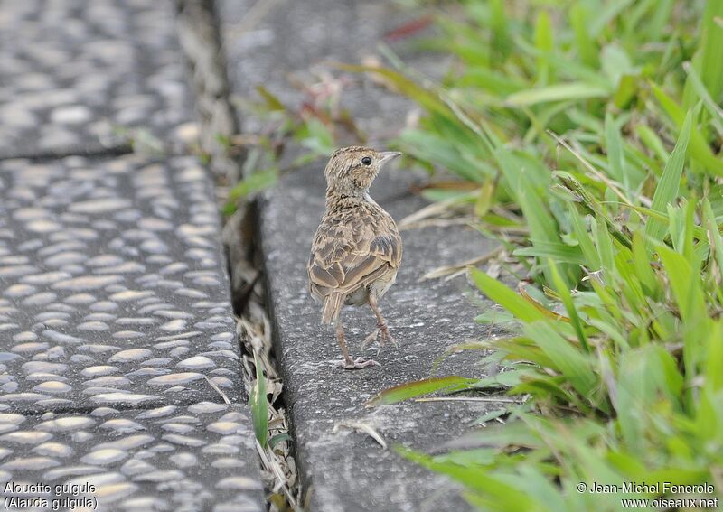 Oriental Skylark