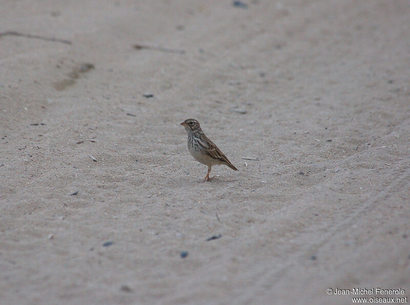 Madagascar Lark