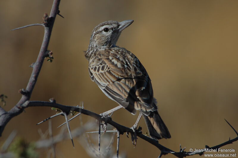 Sabota Larkadult, identification