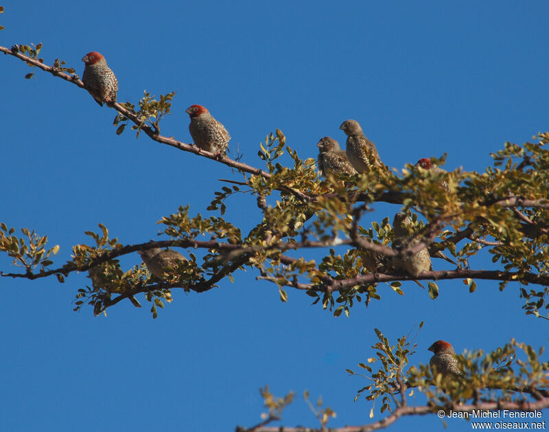 Red-headed Finch