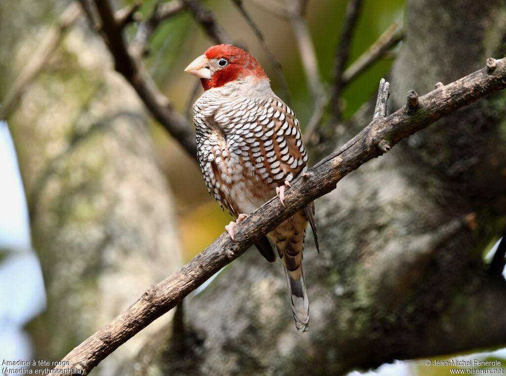 Amadine à tête rouge