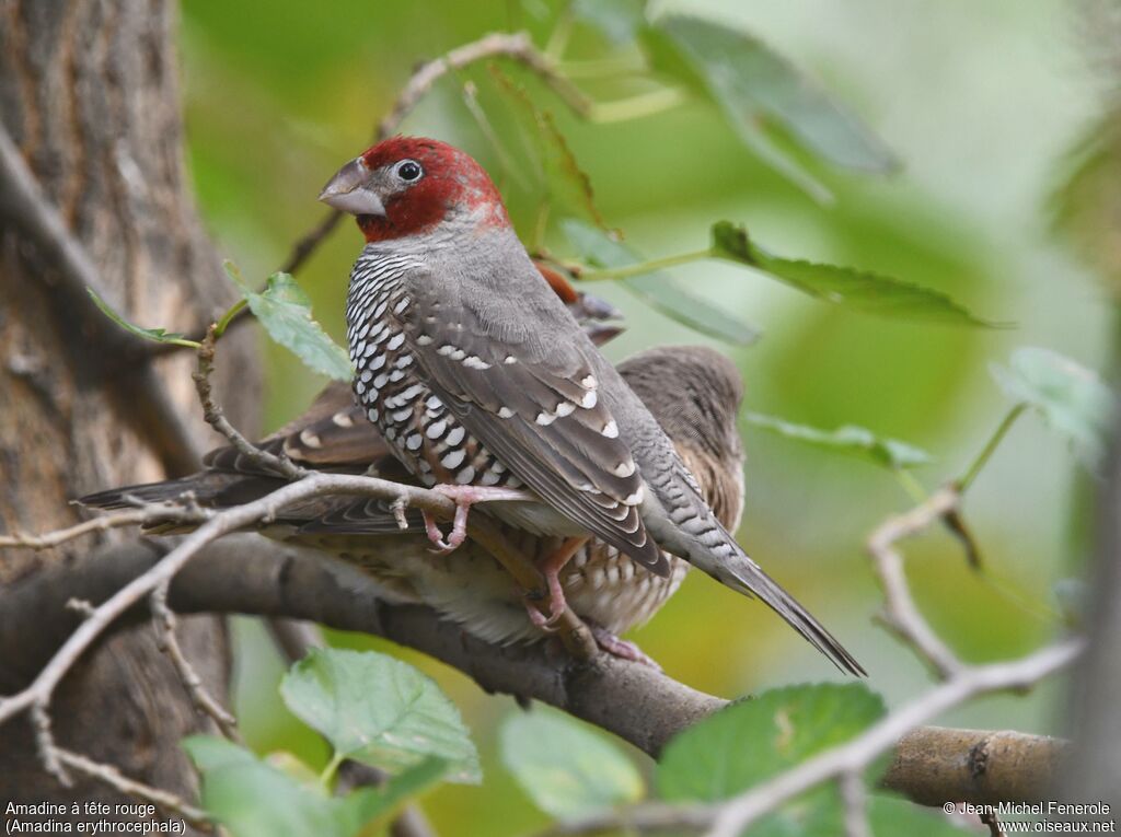 Amadine à tête rouge
