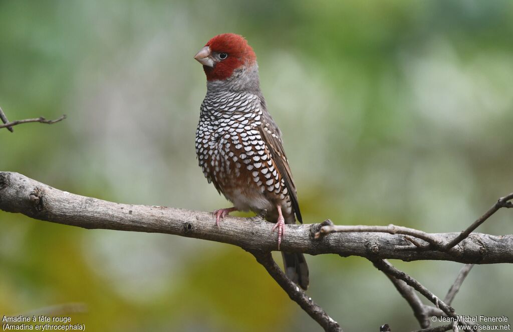 Amadine à tête rouge