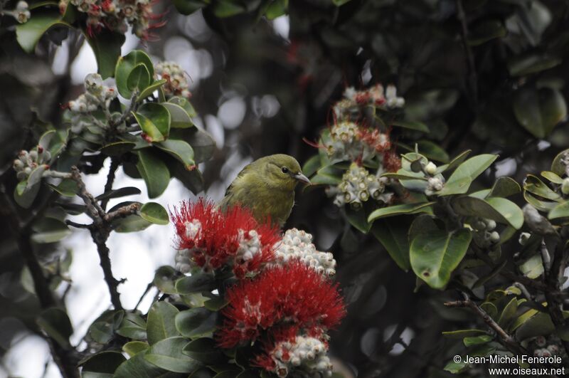 Hawaii Amakihi