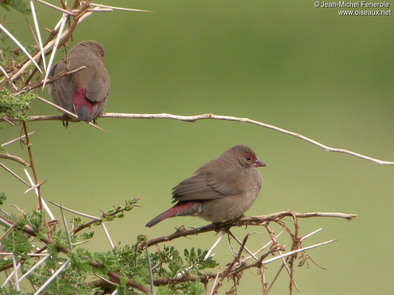 Red-billed Firefinch