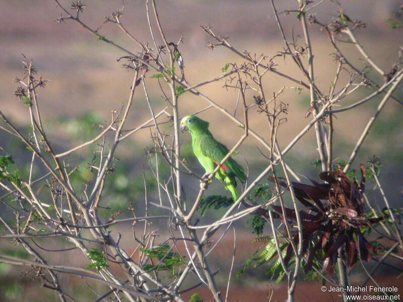 Amazone à front jaune