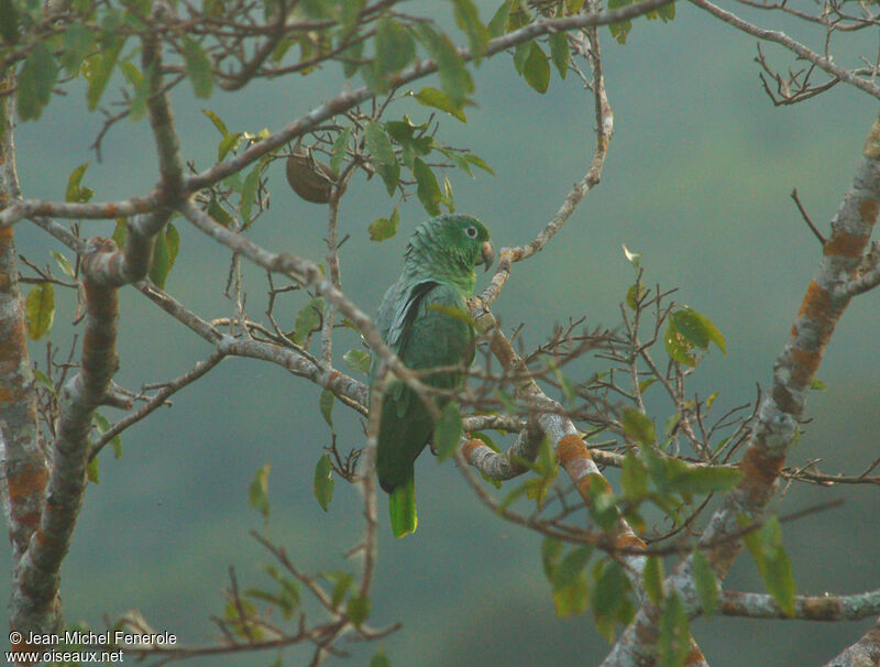 Amazone à front jaune