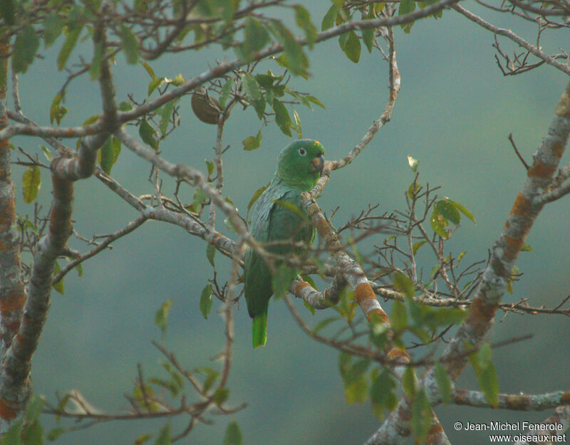 Yellow-crowned Amazon