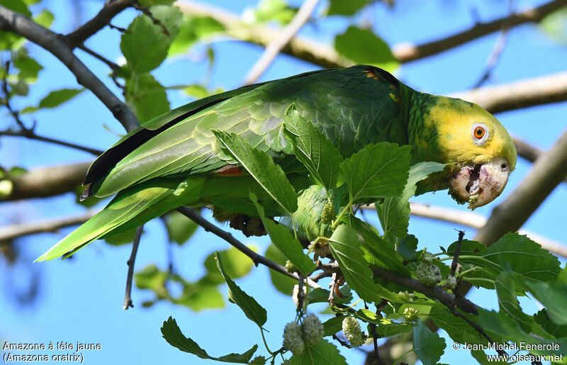 Amazone à tête jaune