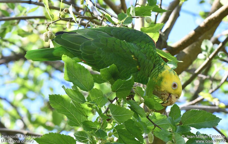 Yellow-headed Amazon