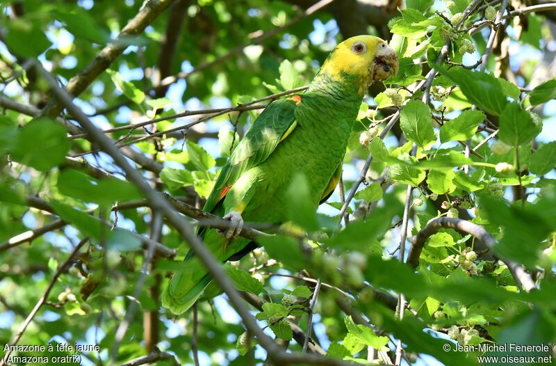 Amazone à tête jaune