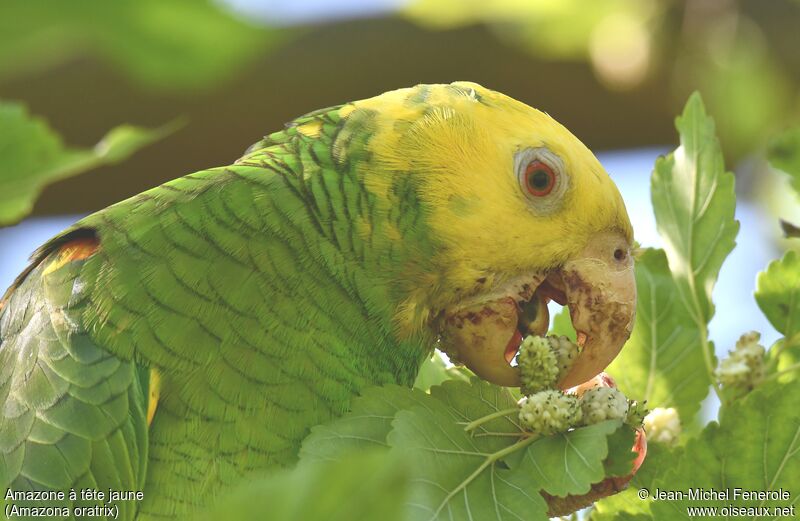 Amazone à tête jaune