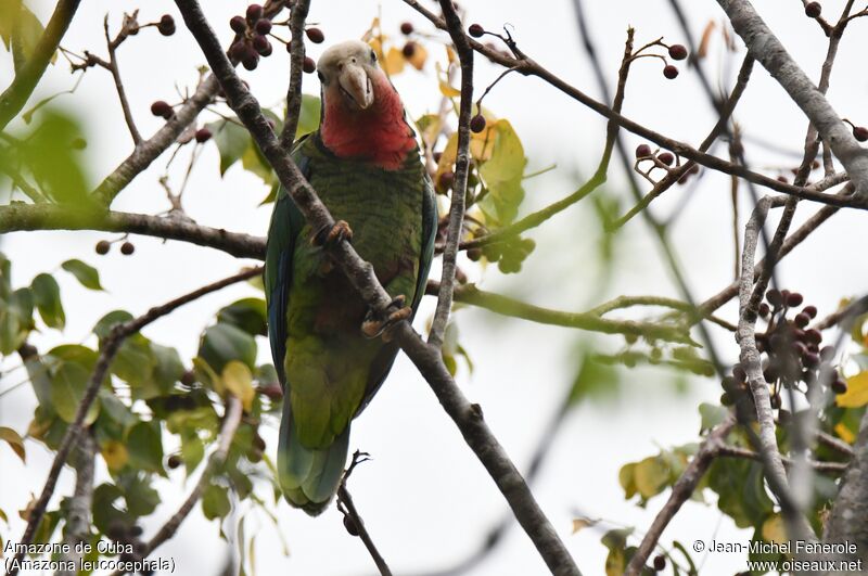 Cuban Amazon