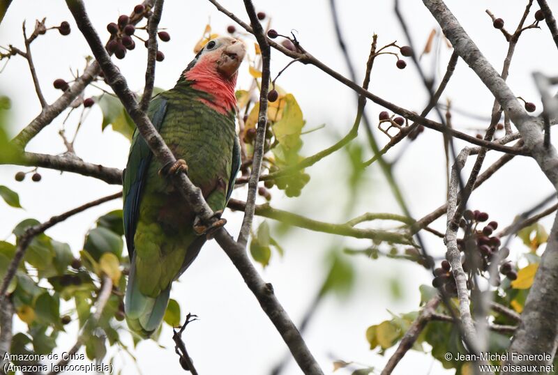 Cuban Amazon