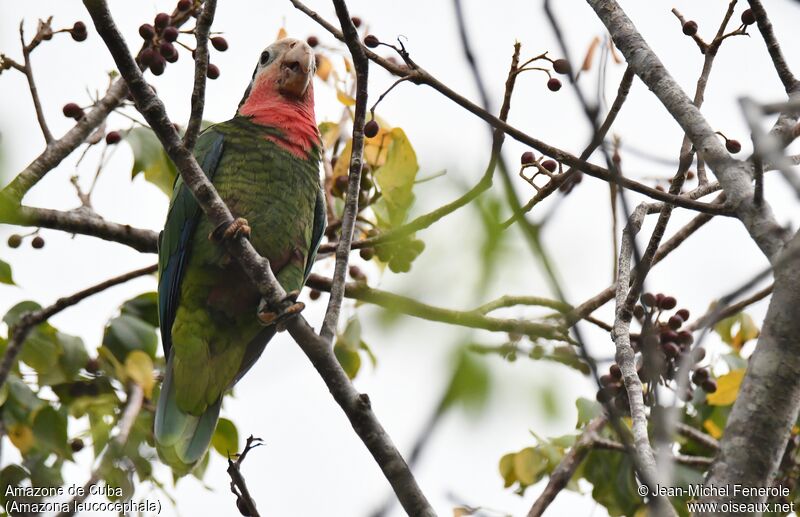 Cuban Amazon