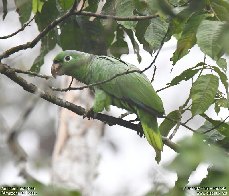 Amazone poudrée