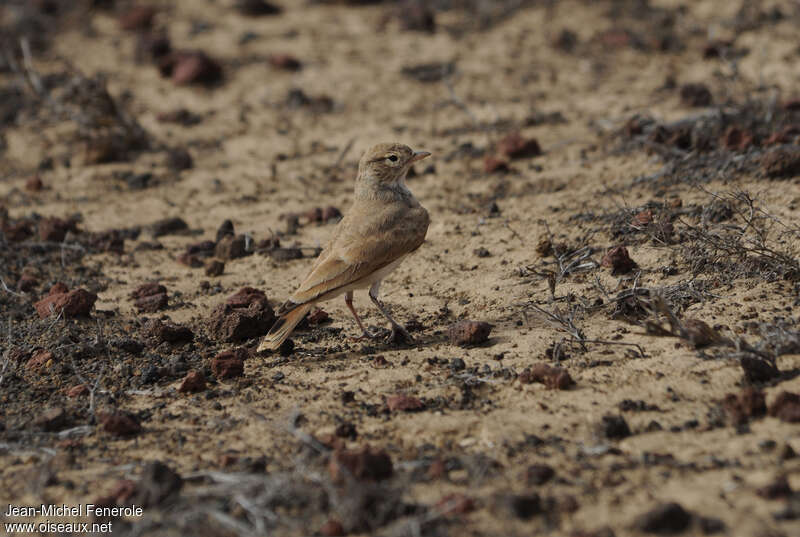 Bar-tailed Lark, identification