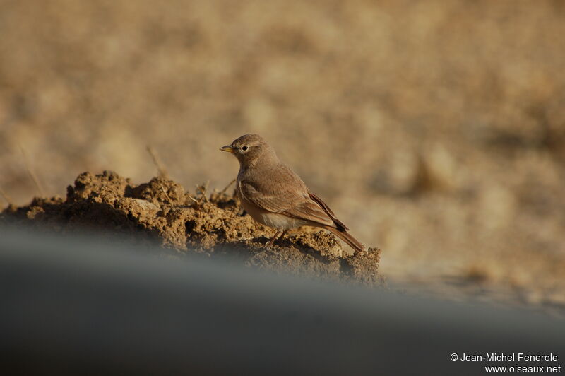 Desert Larkadult