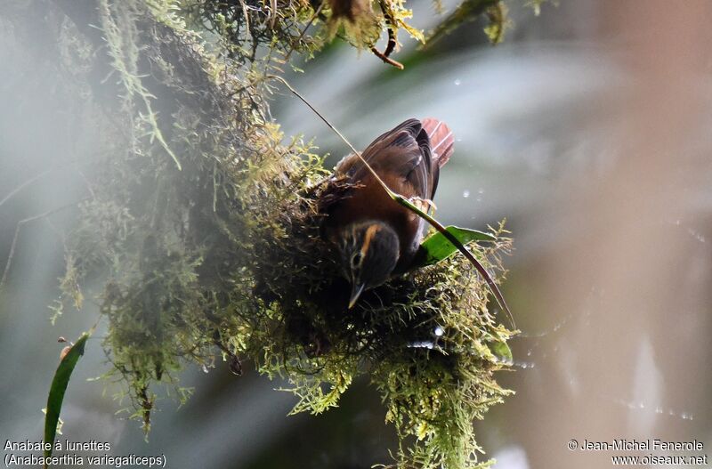 Scaly-throated Foliage-gleaner