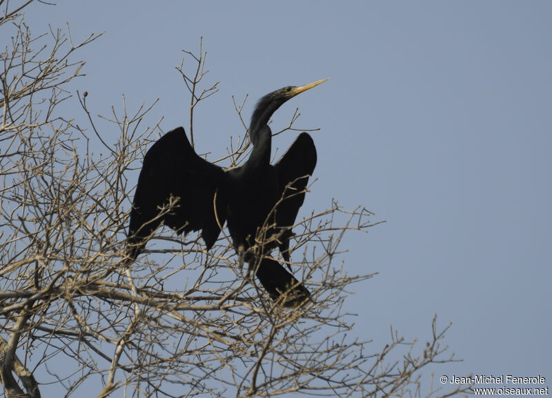 Anhinga d'Amérique