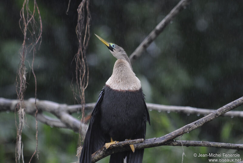 Anhinga d'Amérique