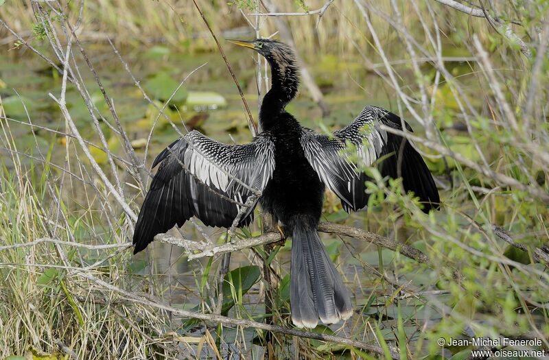 Anhinga d'Amérique