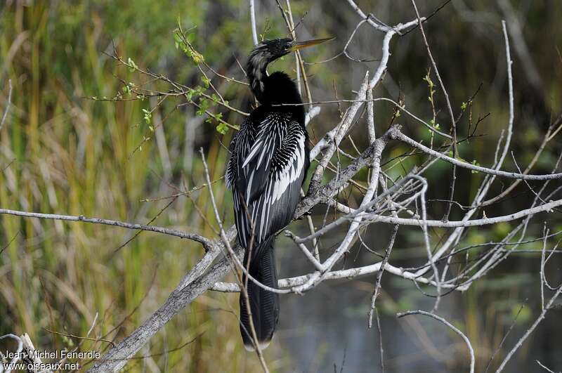 Anhinga d'Amérique mâle adulte, identification, pigmentation