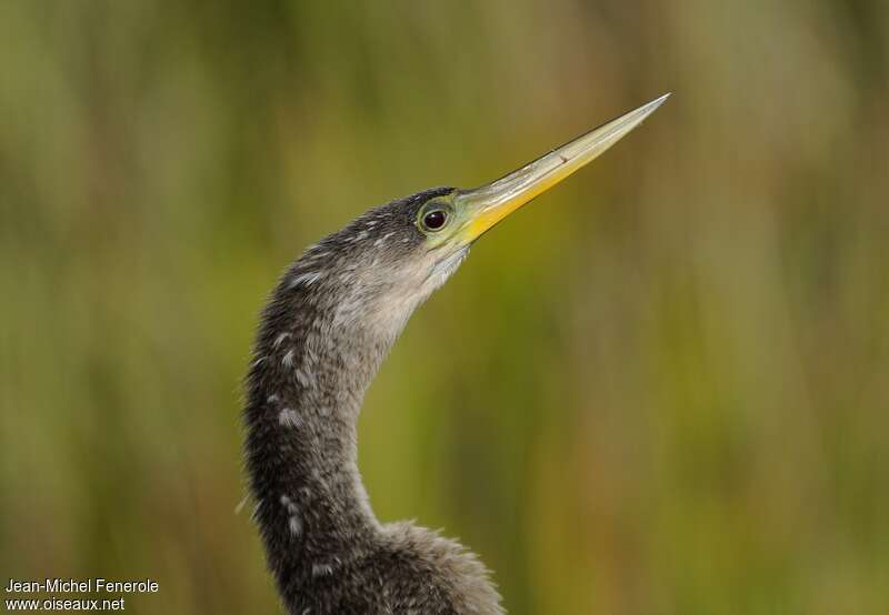 Anhinga d'Amériqueimmature, portrait