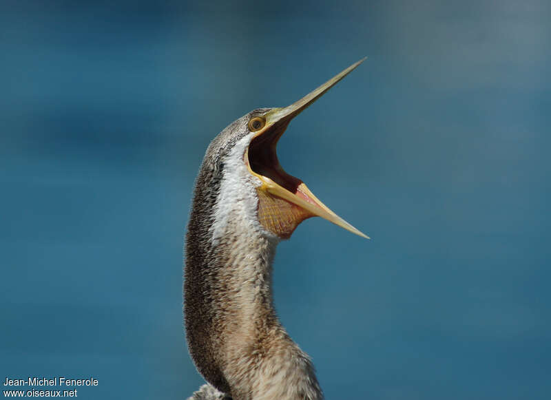 Australasian Darter, close-up portrait