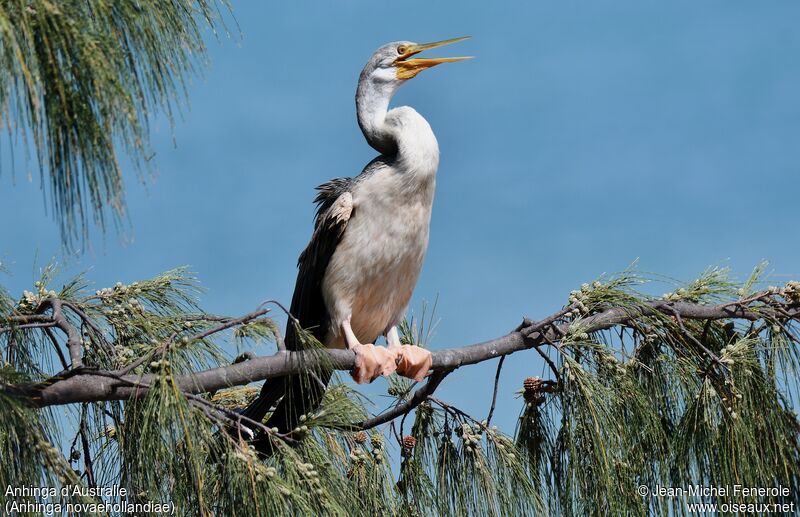 Australasian Darter