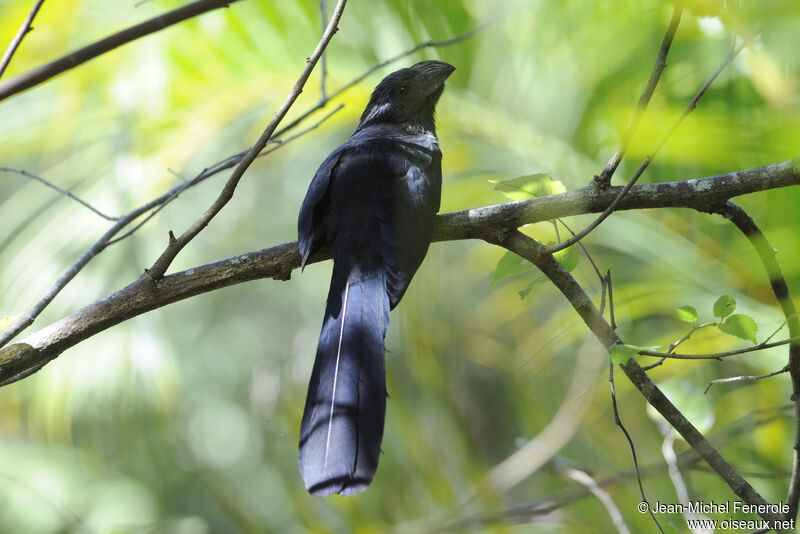 Groove-billed Ani