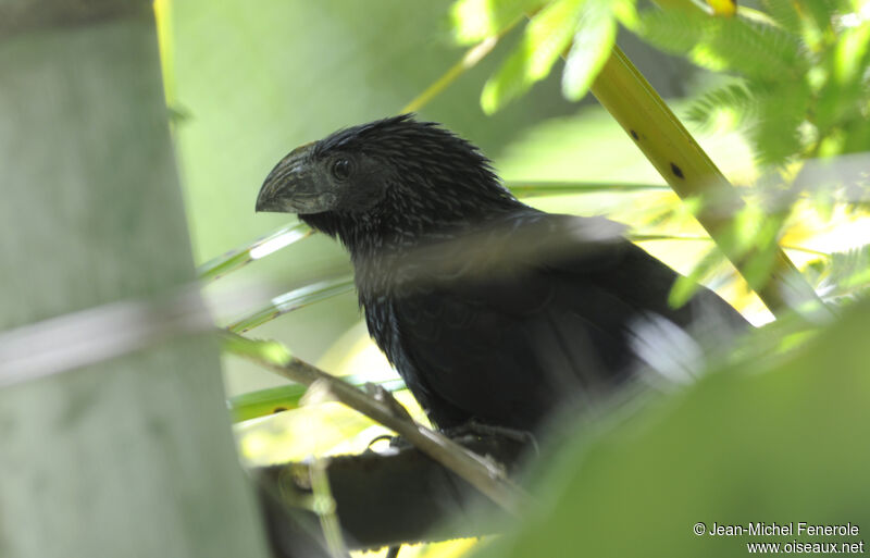 Groove-billed Ani