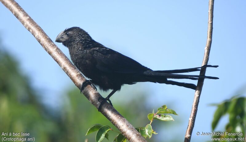 Smooth-billed Ani