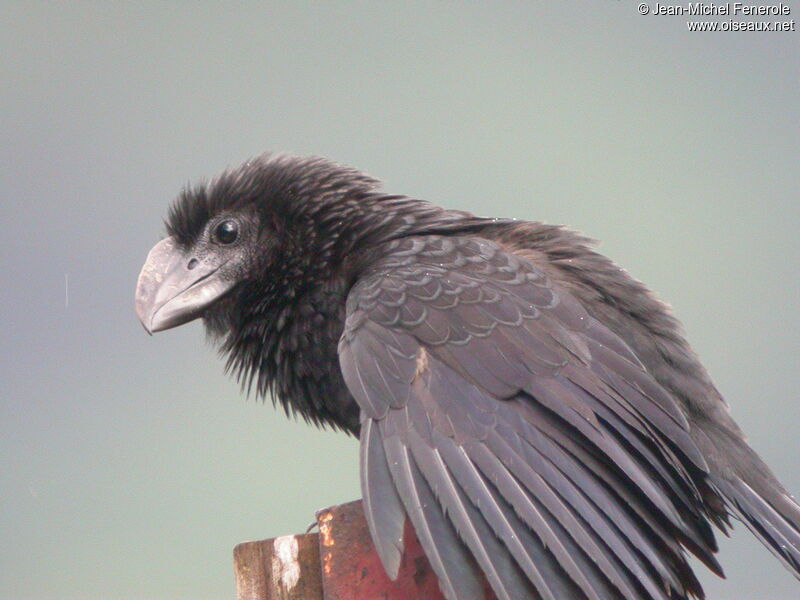 Smooth-billed Ani