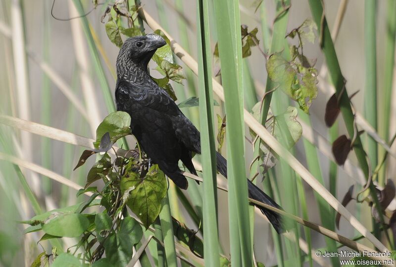 Smooth-billed Ani