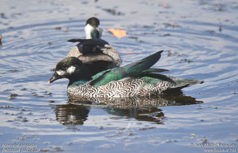 Green Pygmy Goose