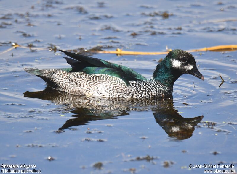 Green Pygmy Goose