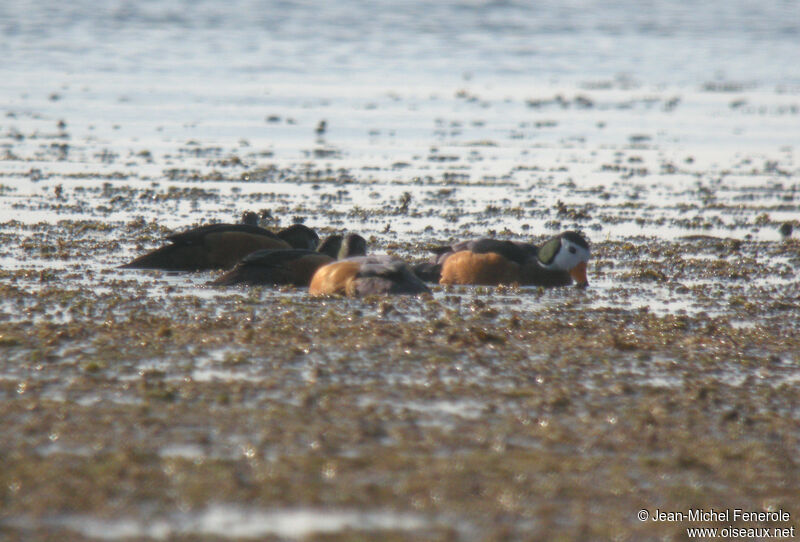 African Pygmy Goose