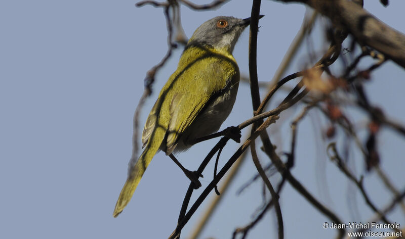 Apalis à gorge jauneadulte, pigmentation