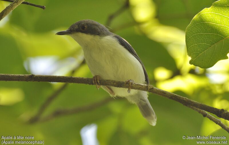 Black-headed Apalis