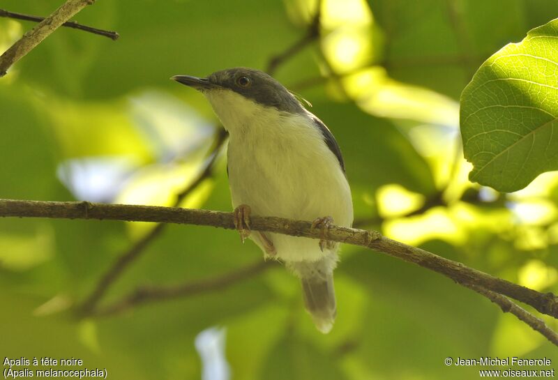 Apalis à tête noire