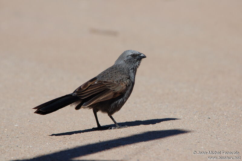 Apostlebird