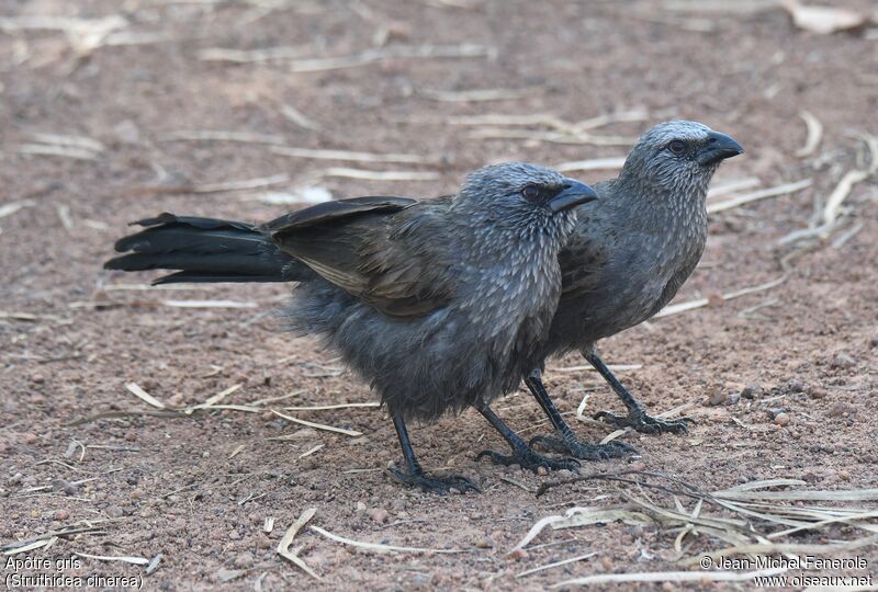 Apostlebird