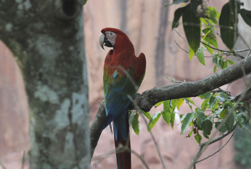 Red-and-green Macaw